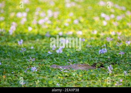 Un petit crocodile du Nil se trouve dans une jacinthe d'eau, dans le parc national de Mana pools au Zimbabwe. Banque D'Images