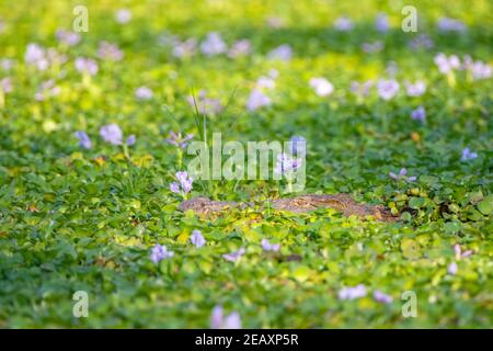 Un petit crocodile du Nil se trouve dans une jacinthe d'eau, dans le parc national de Mana pools au Zimbabwe. Banque D'Images