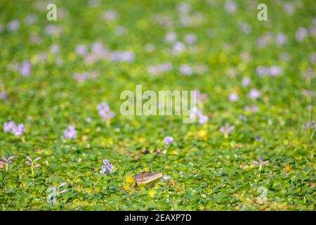 Un petit crocodile du Nil se trouve dans une jacinthe d'eau, dans le parc national de Mana pools au Zimbabwe. Banque D'Images