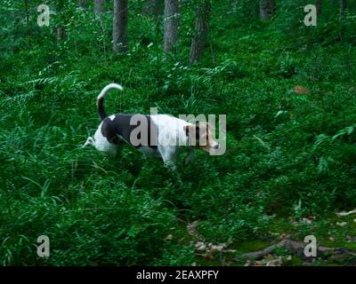 Chien de chasse chien à la recherche de bête dans les bois Banque D'Images