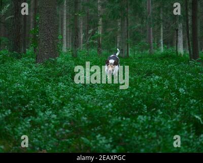 Chien de chasse chien à la recherche de bête dans les bois Banque D'Images