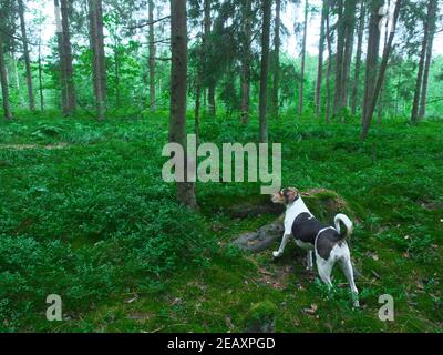 Chien de chasse chien à la recherche de bête dans les bois Banque D'Images