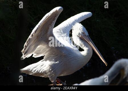 Pélican dalmatien (Pelecanus crispus) Un seul pélican dalmate dans le feu tôt le matin allumé un arrière-plan naturel et sombre Banque D'Images