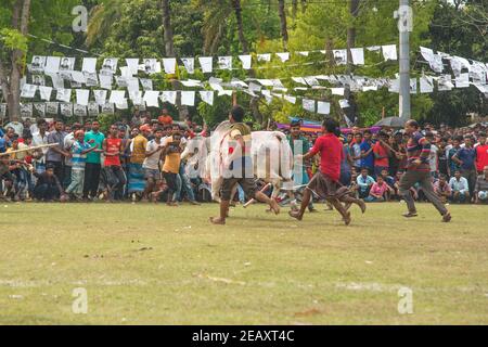 Bull Fighting est l'un des festivals traditionnels du Bangladesh. Chaque année, de nombreuses personnes de lieux lointains viennent avec leurs taureaux pour participer. A l Banque D'Images