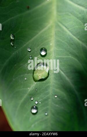 Goutte d'eau flottant sur la feuille verte de la plante de Taro Banque D'Images