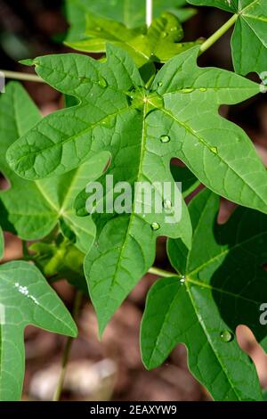 Goutte d'eau flottant sur la feuille verte de la plante papaye Banque D'Images