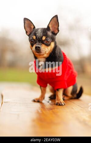 Petit chihuahua dans le parc. Animaux de compagnie dans les vêtements. Red Sweater Chihuahua chien Black Dog Street.Dog assis Banque D'Images