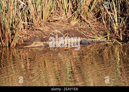 Alligator américain juvénile (Alligator mississipiensis) a moitié submergé dans une banque boueuse Banque D'Images