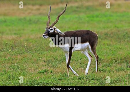 Blackbuck, Antilope cervicapra, homme adulte mature Banque D'Images