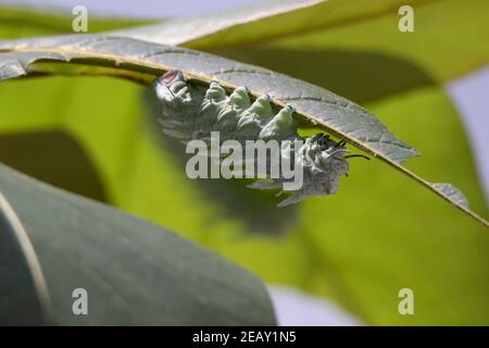 Atlas Moth, Atacus atlas, caterpillar Banque D'Images