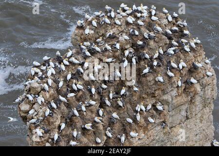 Les gantets nichent sur une formation rocheuse à Bempton Cliffs à Réserve naturelle de Bempton Cliffs RSPB Banque D'Images