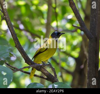 Bulbul à tête noire, Pycnonotus atyceps Banque D'Images