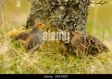 Paire de partridge gris en gratins et mousses. Banque D'Images