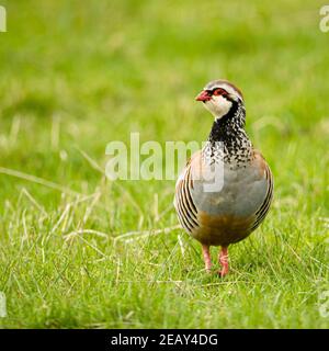 Perdrix simple à pattes rouges dans un pâturage. Format carré. Banque D'Images