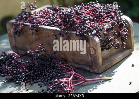 Holunder-Ernte, Holundernte, Fliederbeer-Ernte, Fliederbeerernte, Schwarzer Holunder, Holunder, Frucht, Früchte, Fliederbeeren, Fliederbeere, Beere, Banque D'Images