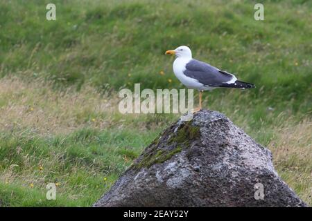 Heringsmöwe, Herings-Möwe, Heringsmöve, Möwe, Larus fuscus, Larus fuscus graellsii, petit Mouette à dos noir, petit Mouette à dos noir, Goélan Banque D'Images