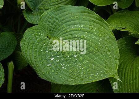 Gros plan de Plantain Lily, Hosta plantaginea recouvert de gouttes de pluie.Printemps. Banque D'Images