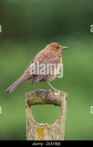 Un Blackbird femelle ( Turdus merula ) sur la poignée de la pelle Banque D'Images