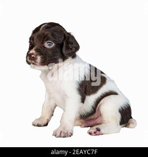 Un foie de 4 semaines et un Springer Spaniel anglais blanc chiot Banque D'Images