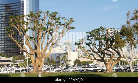 Parc de la marina d'Embarcadero, grands arbres de corail près de l'USS Midway et du centre de congrès, Seaport Village, San Diego, Californie, États-Unis. Yachts et hôtels de luxe, Banque D'Images