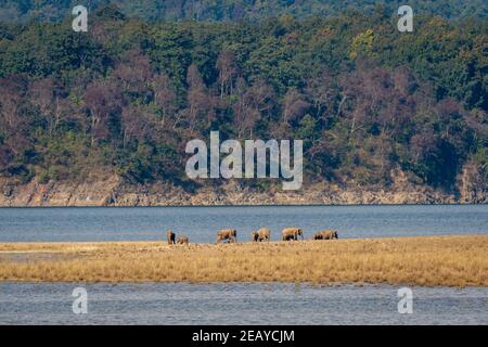 troupeau d'éléphants ou de défenses sauvages d'asie ou famille avec veau près de la rivière ramganga dans le paysage pittoresque arrière-plan de la zone dhikala au parc national jim corbett Banque D'Images