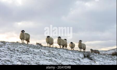 Un troupeau de moutons Swaledale sur la crête d'une colline enneigée à Weardale, comté de Durham, North Pennines AONB Banque D'Images