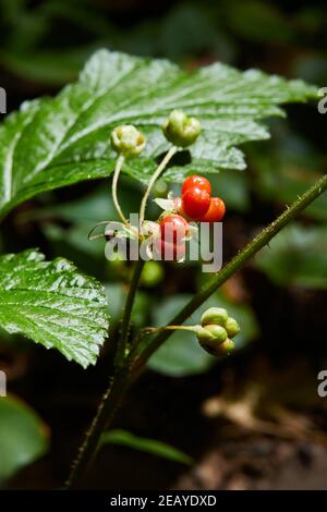 La ruée vers la pierre rouge s'accroît dans la forêt. Plante à fruits avec baies rouges mûres dans la nature. (Rubus saxatilis) Banque D'Images