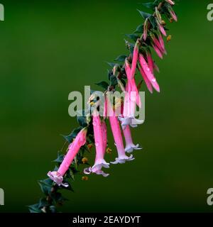 Nectar Epacris rose Banque D'Images