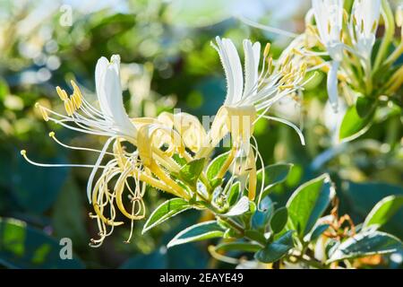 Fleur blanc-jaune Honeysuckle(Woodbine). Lonicera japonica, connu sous le nom de chèvrefeuille japonaise et chèvrefeuille dorée et argentée Banque D'Images