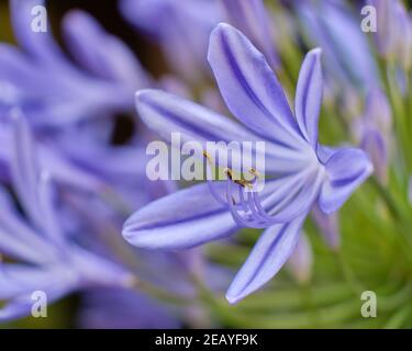 Agapanthus gros plan Banque D'Images
