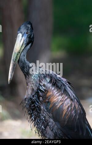 La famille africaine des Ciconiidae (Anastomus lamelligerus) présente de près ses plumes noires brillantes. Portrait Banque D'Images