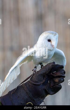 Un hibou de la grange commune (Tyto alba) perché sur le gant d'entraîneur dans un centre de conservation montrant des ailes et des plumes blanches. Banque D'Images