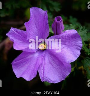 Hibiscus lilas Banque D'Images