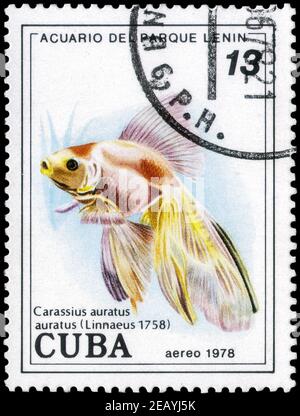 Saint-Pétersbourg, Russie - 05 décembre 2020 : timbre imprimé à Cuba avec l'image du poisson doré, Carassius auratus , vers 1978 Banque D'Images