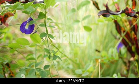 Belle clitoria ternatea en fleurs dans la nature sauvage. Herbe de fleur de pois bleus dans la zone sauvage sur fond d'herbe verte. Banque D'Images
