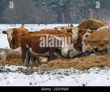 Rieben, Allemagne. 11 février 2021. Les bovins de la race Simmental, également connus sous le nom de Simmentaler ou Simmental Fleckvieh, se trouvent dans la neige sur les terrains de la ferme de pâturage du lac Rieben. Comment le bétail le place-t-il sur le pâturage dans le temps glacial de l'hiver? Assez détendu, s'il y a assez de nourriture et d'eau. La fourrure est assez épaisse et chaude, le reste est pris en charge par les humains. Credit: Patrick Pleul/dpa-Zentralbild/ZB/dpa/Alay Live News Banque D'Images