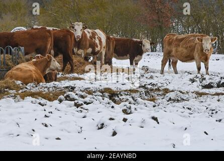 Rieben, Allemagne. 11 février 2021. Les bovins de la race Simmental, également connus sous le nom de Simmentaler ou Simmental Fleckvieh, se trouvent dans la neige sur les terrains de la ferme de pâturage du lac Rieben. Comment le bétail le place-t-il sur le pâturage dans le temps glacial de l'hiver? Assez détendu, s'il y a assez de nourriture et d'eau. La fourrure est assez épaisse et chaude, le reste est pris en charge par les humains. Credit: Patrick Pleul/dpa-Zentralbild/ZB/dpa/Alay Live News Banque D'Images