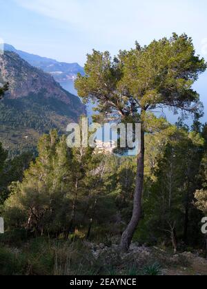 Vue à travers les arbres de Port de Valldemossa depuis le sommet des falaises, Valldemossa, Majorque, Espagne Banque D'Images