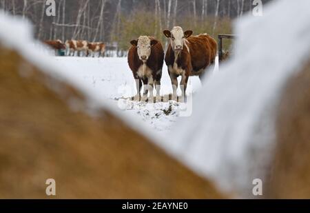 Rieben, Allemagne. 11 février 2021. Les bovins de la race Simmental, également connus sous le nom de Simmentaler ou Simmental Fleckvieh, se trouvent dans la neige sur les terrains de la ferme de pâturage du lac Rieben. Comment le bétail le place-t-il sur le pâturage dans le temps glacial de l'hiver? Assez détendu, s'il y a assez de nourriture et d'eau. La fourrure est assez épaisse et chaude, le reste est pris en charge par les humains. Credit: Patrick Pleul/dpa-Zentralbild/ZB/dpa/Alay Live News Banque D'Images
