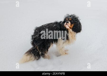Un chien cavalier roi charles, un chiot mignon dans le jardin, sous la neige Banque D'Images