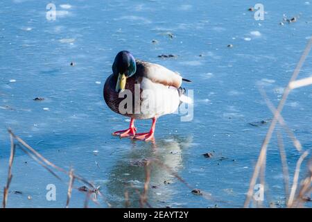 Canard debout sur glace froide. Pieds rouges Banque D'Images