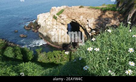 Depuis la grotte de la Jolla Cove. Végétation luxuriante et grotte de grès. Roche dans le lagon de l'océan pacifique, vagues près de la falaise abrupte. Landmar touristique populaire Banque D'Images