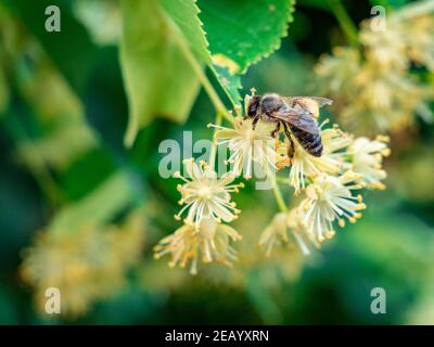 Abeille - APIs mellifera on Linden Blossom (Tilia cordata) Banque D'Images