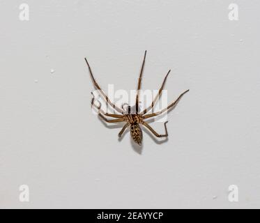 Araignée de maison européenne femelle Tegenaria domestica Banque D'Images