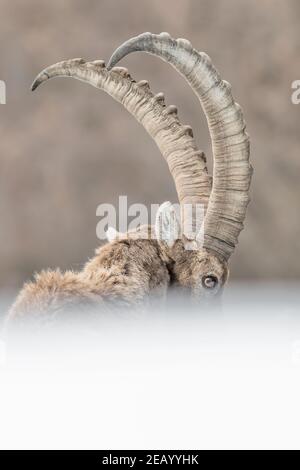 Portrait artistique de l'alpine ibex mâle (Capra ibex) Banque D'Images
