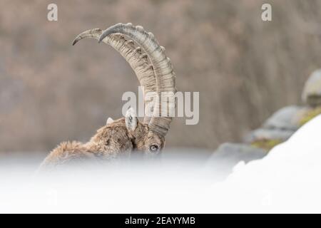Portrait artistique de l'alpine ibex mâle (Capra ibex) Banque D'Images