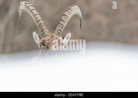 Portrait artistique de l'alpine ibex mâle (Capra ibex) Banque D'Images