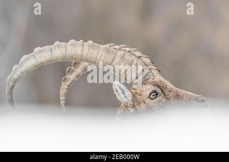 Portrait artistique de l'alpine ibex mâle (Capra ibex) Banque D'Images