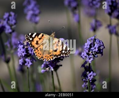 Papillon lady peint reposant sur la lavande