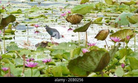 Marécages de l'Ouest sur le lac avec des nénuphars, lotums roses dans l'eau sombre reflétant les oiseaux. Oiseaux migrateurs dans la nature. Étang tropical exotique. Environnement Banque D'Images